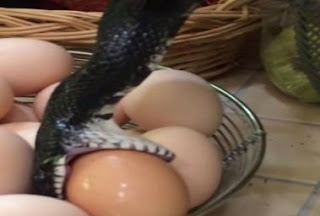 Tι συμβαίνει όταν ένα μαύρο φίδι βρει αυγά; [video] - Φωτογραφία 1