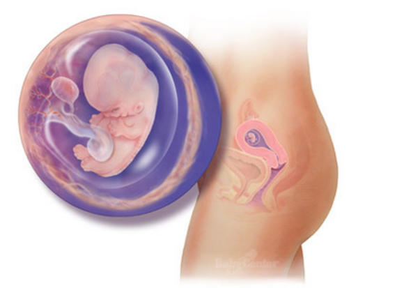 Η ανάπτυξη του εμβρύου σε 22 εκπληκτικές εικόνες - Φωτογραφία 10