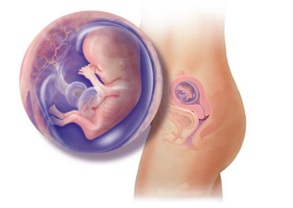 Η ανάπτυξη του εμβρύου σε 22 εκπληκτικές εικόνες - Φωτογραφία 12