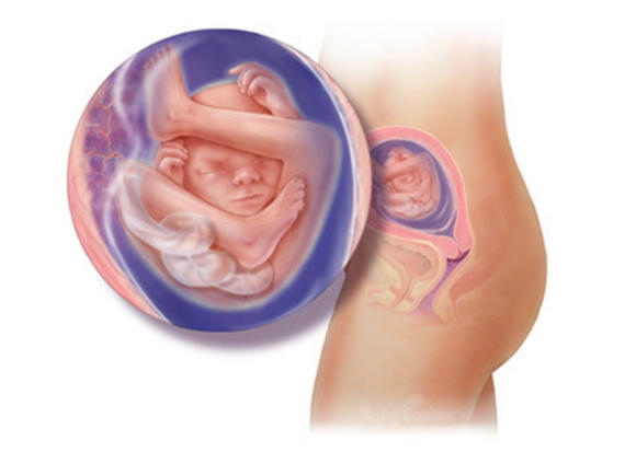 Η ανάπτυξη του εμβρύου σε 22 εκπληκτικές εικόνες - Φωτογραφία 15
