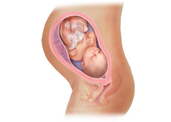 Η ανάπτυξη του εμβρύου σε 22 εκπληκτικές εικόνες - Φωτογραφία 19