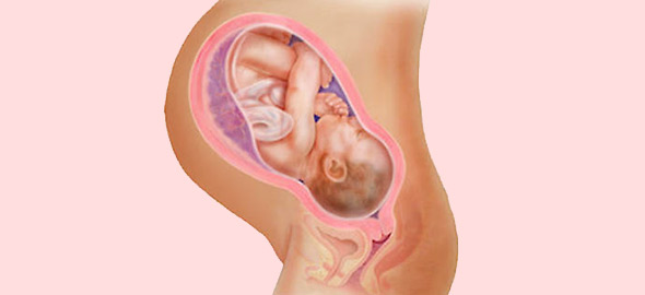 Η ανάπτυξη του εμβρύου σε 22 εκπληκτικές εικόνες - Φωτογραφία 2