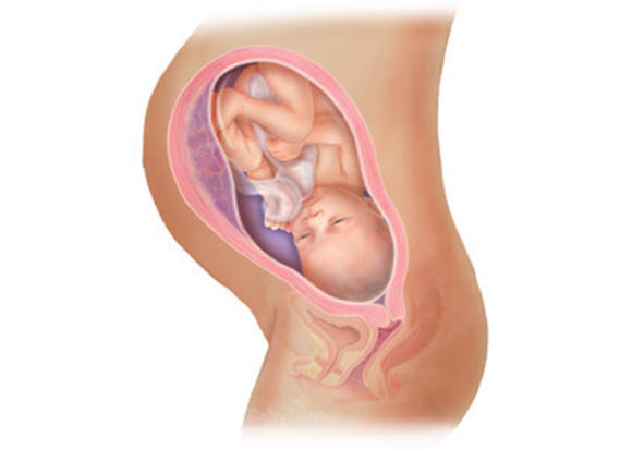 Η ανάπτυξη του εμβρύου σε 22 εκπληκτικές εικόνες - Φωτογραφία 20