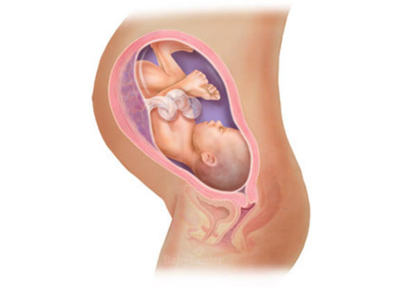 Η ανάπτυξη του εμβρύου σε 22 εκπληκτικές εικόνες - Φωτογραφία 21