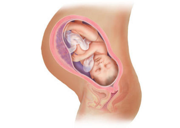 Η ανάπτυξη του εμβρύου σε 22 εκπληκτικές εικόνες - Φωτογραφία 22