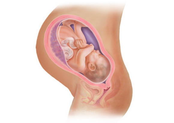 Η ανάπτυξη του εμβρύου σε 22 εκπληκτικές εικόνες - Φωτογραφία 23