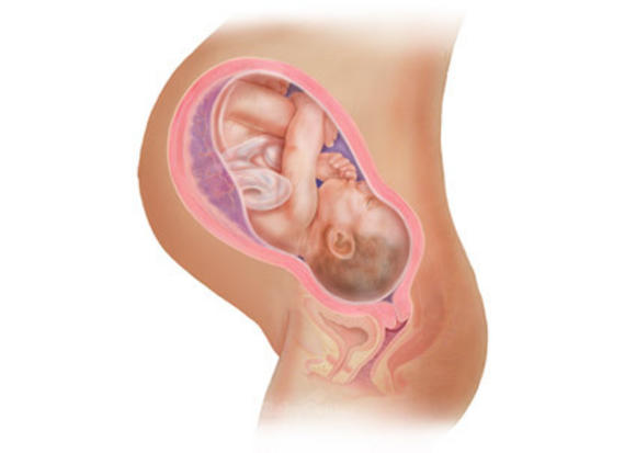 Η ανάπτυξη του εμβρύου σε 22 εκπληκτικές εικόνες - Φωτογραφία 24