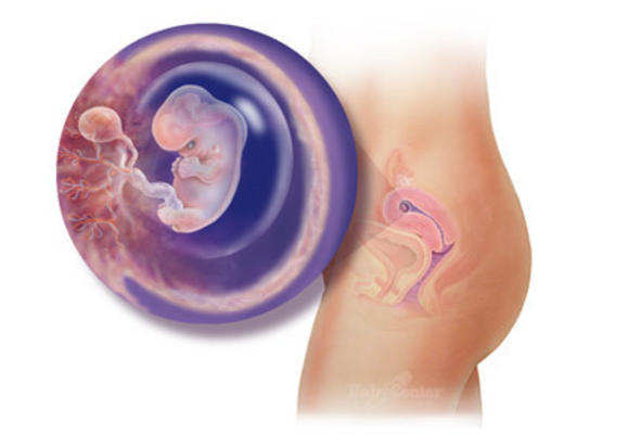 Η ανάπτυξη του εμβρύου σε 22 εκπληκτικές εικόνες - Φωτογραφία 9