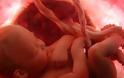 Η ανάπτυξη του εμβρύου σε 22 εκπληκτικές εικόνες