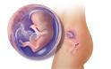 Η ανάπτυξη του εμβρύου σε 22 εκπληκτικές εικόνες - Φωτογραφία 12