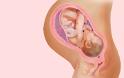 Η ανάπτυξη του εμβρύου σε 22 εκπληκτικές εικόνες - Φωτογραφία 2