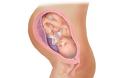 Η ανάπτυξη του εμβρύου σε 22 εκπληκτικές εικόνες - Φωτογραφία 20