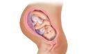 Η ανάπτυξη του εμβρύου σε 22 εκπληκτικές εικόνες - Φωτογραφία 22