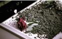 Ράγισαν καρδιές στην κηδεία του 26χρονου που πέθανε λίγο πριν παντρευτεί