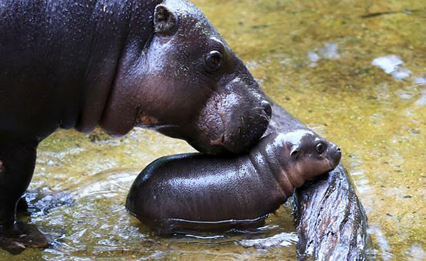 ΤΕΛΕΙΟ: Νεογέννητος ιπποπόταμος κάνει το πρώτο του μπάνιο - Φωτογραφία 3