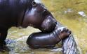 ΤΕΛΕΙΟ: Νεογέννητος ιπποπόταμος κάνει το πρώτο του μπάνιο - Φωτογραφία 3