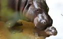ΤΕΛΕΙΟ: Νεογέννητος ιπποπόταμος κάνει το πρώτο του μπάνιο - Φωτογραφία 5
