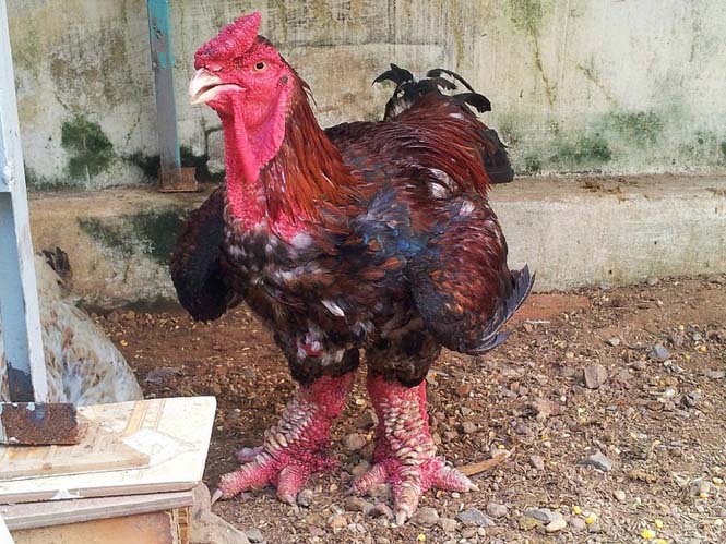 ΑΠΙΣΤΕΥΤΟ: Πραγματικά, τέτοια κοτόπουλα δεν έχετε ξαναδεί... - Φωτογραφία 2