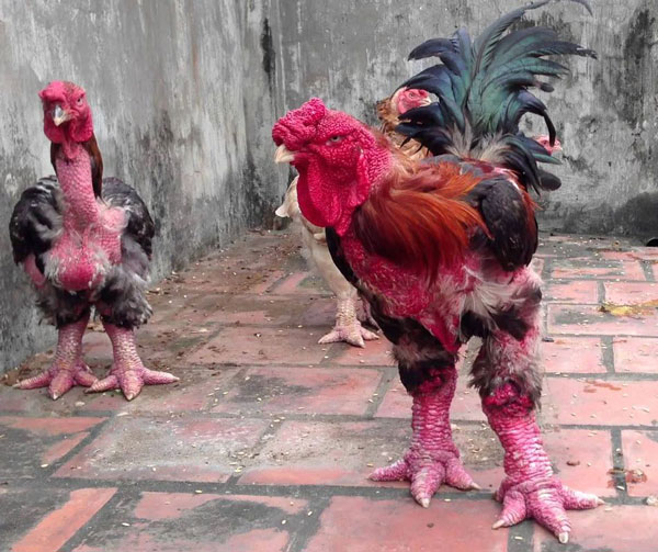 ΑΠΙΣΤΕΥΤΟ: Πραγματικά, τέτοια κοτόπουλα δεν έχετε ξαναδεί... - Φωτογραφία 3