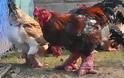 ΑΠΙΣΤΕΥΤΟ: Πραγματικά, τέτοια κοτόπουλα δεν έχετε ξαναδεί... - Φωτογραφία 4