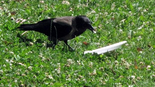 Κοράκι δίνει… μάθημα καθαριότητας στο πάρκο! - Φωτογραφία 2