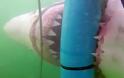 Πεινασμένος καρχαρίας λυγίζει το κλουβί δυτών [video]