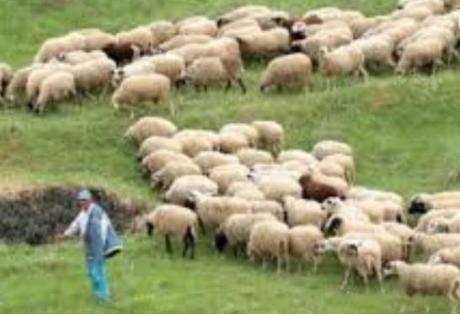 Ηλεία: Κεραυνός σκότωσε 13 πρόβατα - Φωτογραφία 1