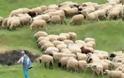 Ηλεία: Κεραυνός σκότωσε 13 πρόβατα