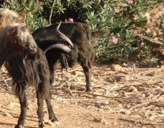 Άγνωστοι κατέσφαξαν και σκόρπισαν 8 κατσίκιες Αποκορωνιώτη - Φωτογραφία 1