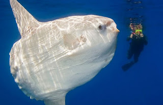 ΔΕΣ πόσο επικίνδυνο είναι αυτό το τεράστιο ψάρι... [photos] - Φωτογραφία 1