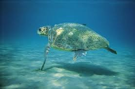 ΜΑΓΙΚΟ: Τοποθέτησαν μια GoPro κάμερα σε μια θαλάσσια χελώνα και κατέγραψε μαγευτικά πράγματα... - Φωτογραφία 1