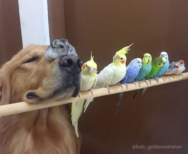 Η καταπληκτική φιλία ανάμεσα σε ένα σκύλο, ένα χάμστερ και 8 πουλιά.[photos] - Φωτογραφία 3