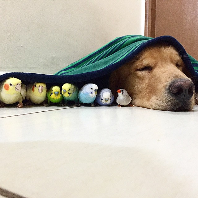 Η καταπληκτική φιλία ανάμεσα σε ένα σκύλο, ένα χάμστερ και 8 πουλιά.[photos] - Φωτογραφία 5