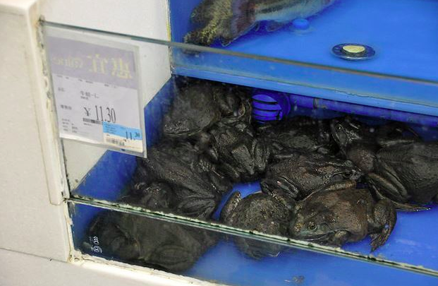ΑYTA είναι τα πιο περίεργα πράγματα που μπορείτε να δείτε σε ένα πολυκατάστημα στην Κίνα... [photos] - Φωτογραφία 11