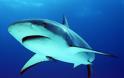 H μεγαλύτερη απογραφή καρχαριών στην ιστορία