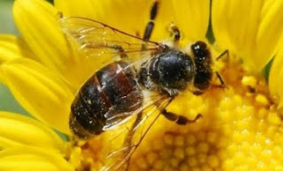 Η μόλυνση από αλουμίνιο προκαλεί άνοια στις μέλισσες - Φωτογραφία 1