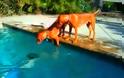 Σκύλος παθαίνει πανικό, όταν ο ιδιοκτήτης του κρύβεται κάτω από το νερό [video]
