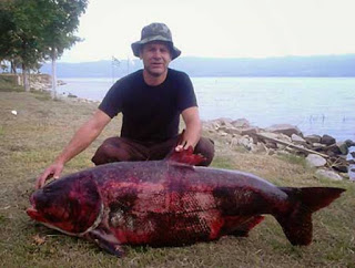 Ψαρί γίγας αλιεύτηκε στη λίμνη Βόλβη [photos] - Φωτογραφία 1