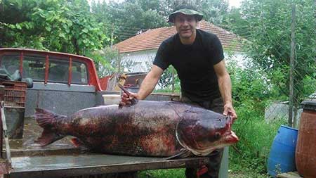 Ψαρί γίγας αλιεύτηκε στη λίμνη Βόλβη [photos] - Φωτογραφία 3
