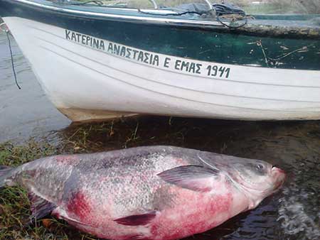Ψαρί γίγας αλιεύτηκε στη λίμνη Βόλβη [photos] - Φωτογραφία 4