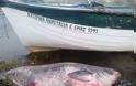 Ψαρί γίγας αλιεύτηκε στη λίμνη Βόλβη [photos] - Φωτογραφία 4