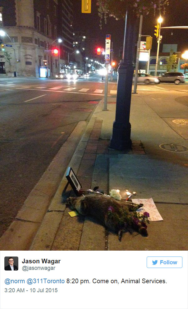Ένα ρακούν πέθανε σε πεζοδρόμιο στον Καναδά: Αυτό που έγινε μετά δεν έχει προηγούμενο - Φωτογραφία 7