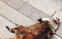 Ένα ρακούν πέθανε σε πεζοδρόμιο στον Καναδά: Αυτό που έγινε μετά δεν έχει προηγούμενο - Φωτογραφία 3