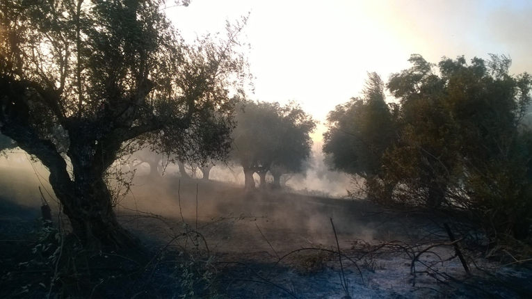Δυτική Ελλάδα: Στο κόκκινο την Κυριακή για πρόκληση πυρκαγιών - Συνεχίζει να καίει η φωτιά στη Ζάκυνθο - Kάηκαν 500 στρέμματα στο Κουρτέσι Ηλείας - Φωτογραφία 4