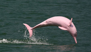 Ο «Άγγελος», το σπάνιο ροζ δελφίνι που πάσχει από αλμπινισμό και ζει αιχμάλωτο στην Ιαπωνία [video] - Φωτογραφία 1
