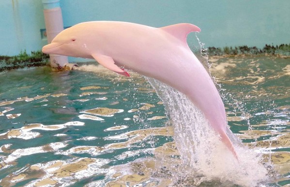Ο «Άγγελος», το σπάνιο ροζ δελφίνι που πάσχει από αλμπινισμό και ζει αιχμάλωτο στην Ιαπωνία [video] - Φωτογραφία 2