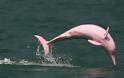 Ο «Άγγελος», το σπάνιο ροζ δελφίνι που πάσχει από αλμπινισμό και ζει αιχμάλωτο στην Ιαπωνία [video]