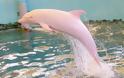 Ο «Άγγελος», το σπάνιο ροζ δελφίνι που πάσχει από αλμπινισμό και ζει αιχμάλωτο στην Ιαπωνία [video] - Φωτογραφία 2