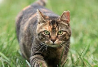 Αυστραλία: Θα θανατώσουν έως και 2 εκατ. γάτες για χάρη της... άγριας ζωής - Φωτογραφία 1