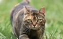 Αυστραλία: Θα θανατώσουν έως και 2 εκατ. γάτες για χάρη της... άγριας ζωής